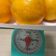 みかんの画像