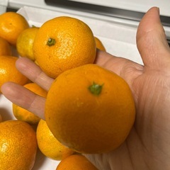みかんの画像