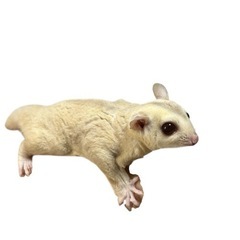 フクロモモンガ クリミノ