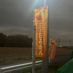 三ヶ日みかん直売致します！