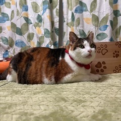 ⭐️🌙ジャンボ三毛猫ななちゃん🍒🍒