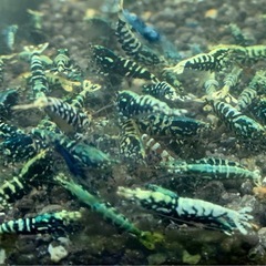 シュリンプ⑫ 各種¥200〜 竹ノ塚エリアの画像