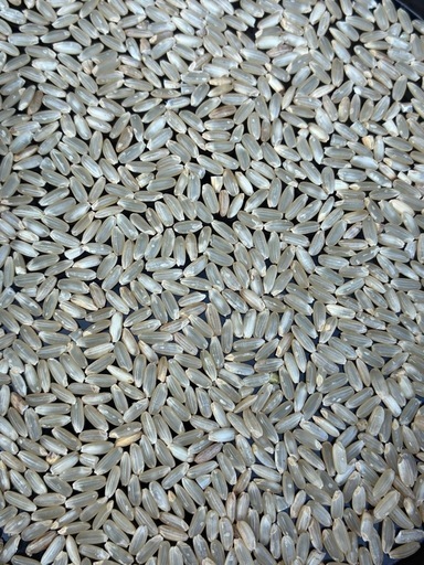 令和7年産　プリンセスサリー