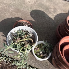 無料。残りわずかになりました。の画像