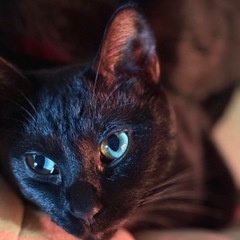 1歳 甘えんぼの黒猫女の子【トライアル中】