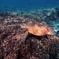 シュノーケル、SUPで楽しみませんか。