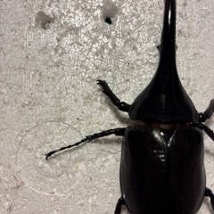 ヘラクレスオオカブトオスBの画像