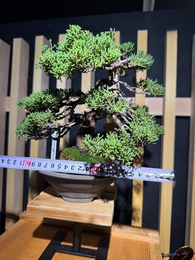 盆栽 (真柏)