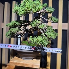 盆栽 (真柏)の画像