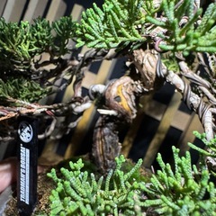 盆栽 (真柏)の画像