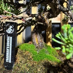 盆栽 (真柏)の画像