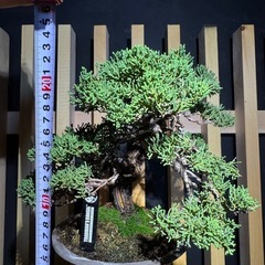 盆栽 (真柏)の画像