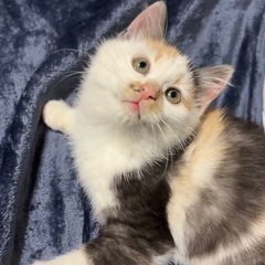 生後約2ヶ月三毛猫の女の子