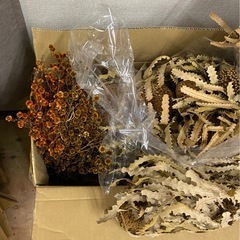 【ドライフラワー詰め合わせセット／バンクシアほか】の画像