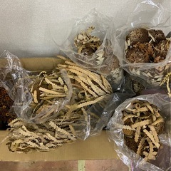 【ドライフラワー詰め合わせセット／バンクシアほか】の画像