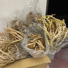 【ドライフラワー詰め合わせセット／バンクシアほか】の画像