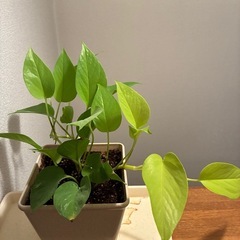 観葉植物🪴ポトス・ライムの画像