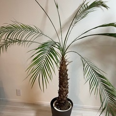 【観葉植物】フェニックスロベレニーの画像