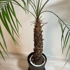 【観葉植物】フェニックスロベレニーの画像