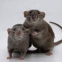 屋根裏に潜む害獣駆除は【害獣駆除ルンジャ－ 市川営業所】