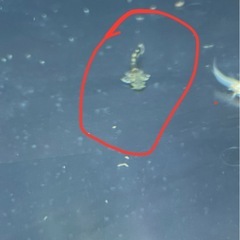 ミニブッシー プレコの画像