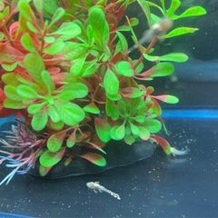 ミニブッシー プレコの画像