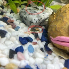 ミニブッシー プレコの画像