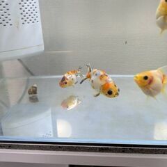 金魚5匹お譲りします。無料の画像