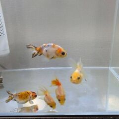 金魚5匹お譲りします。無料の画像