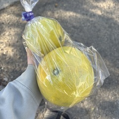  【ザボン約2個】本庄産　野菜　無農薬　販売　まとめ売り　セット　の画像