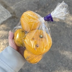   【本ゆず約4個】本庄産　野菜　無農薬　販売　まとめ売り　セットの画像