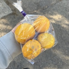   【本ゆず約4個】本庄産　野菜　無農薬　販売　まとめ売り　セットの画像