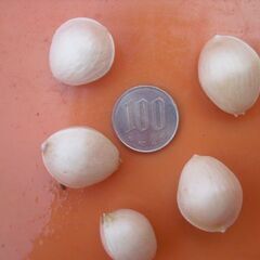 続　銀杏　６００グラムの画像