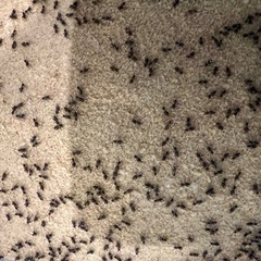 クロコオロギの画像