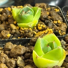 【今年最後の大目玉！！超希少アガベ】自分のコレクション株ピンキーを4株だけ相場関係なくお譲りします。の画像