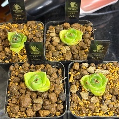 【今年最後の大目玉！！超希少アガベ】自分のコレクション株ピンキーを4株だけ相場関係なくお譲りします。の画像