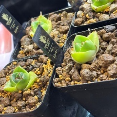 【今年最後の大目玉！！超希少アガベ】自分のコレクション株ピンキーを4株だけ相場関係なくお譲りします。の画像