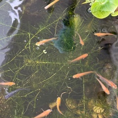 11/29  30 ヒメダカなど　中央区　晴海トリトン付近の画像