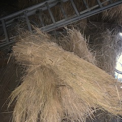 わらの画像