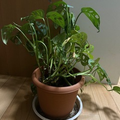 マドカズラの中にポトスが1株だけの画像