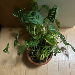 マドカズラの中にポトスが1株だけの画像