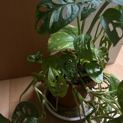 マドカズラの中にポトスが1株だけの画像