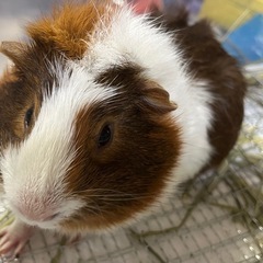 再応募 モルモットオス 1匹