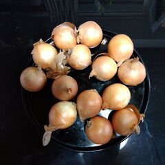 ①　たまねぎ　５．５ｃｍの小さいの　１．８ｋｇ　500円の画像