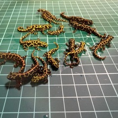 マダライモリ　幼体4〜5センチの画像