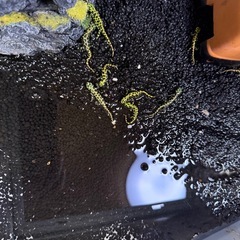 マダライモリ　幼体4〜5センチの画像