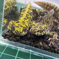 マダライモリ　幼体4〜5センチの画像