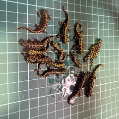 マダライモリ　幼体4〜5センチの画像