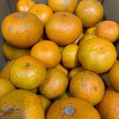 【受付終了】極早生みかん☆5kg☆サイズ混合※No.10の画像