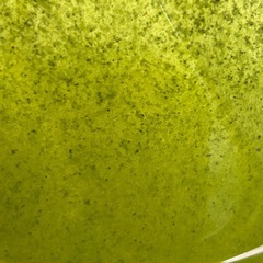 ミジンコ　大量発生の画像